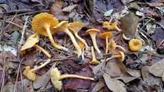 Cantharellus tabernensis