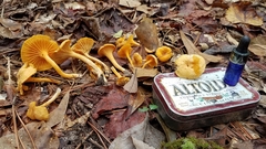 Cantharellus tabernensis