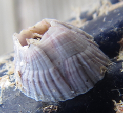 Balanus pulchellus