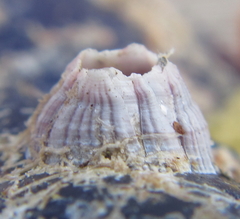 Balanus pulchellus