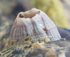 Balanus pulchellus
