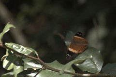 Asterocampa idyja argus