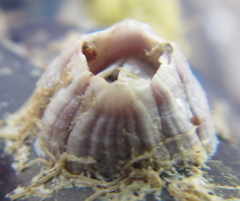 Balanus pulchellus