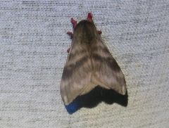 Hylesia dalina