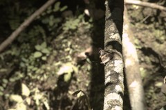 Asterocampa idyja argus