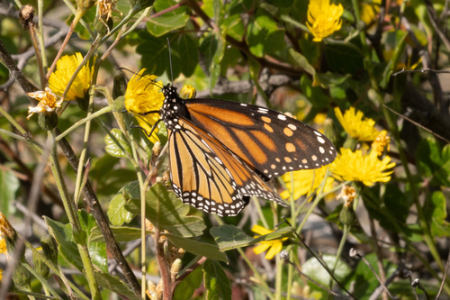 Monarch Butterfly