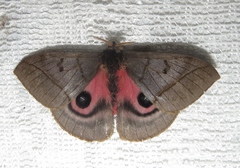 Automeris pallidior