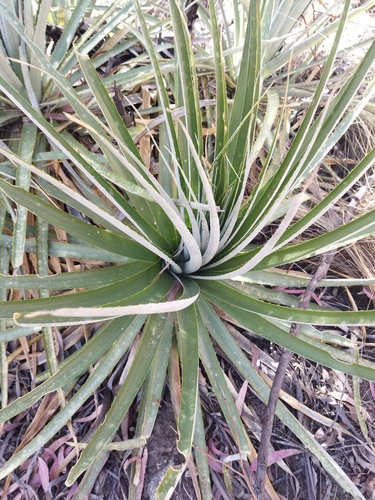 Puya herzogii, photograph 4