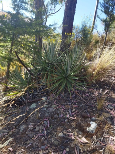 Puya herzogii, photograph 3