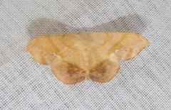 Patalene falcularia