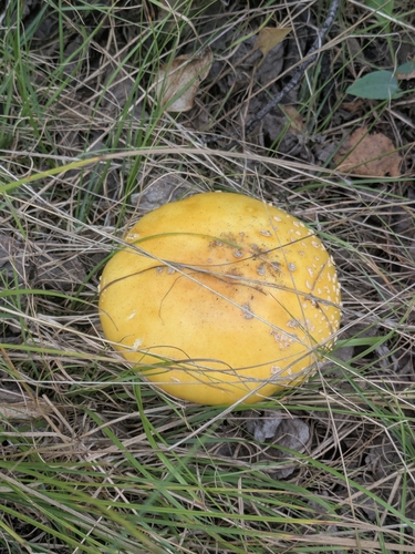 Amanita chrysoblema