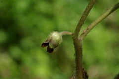 Asarum caucasicum