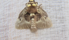 Megalopyge albicollis superba