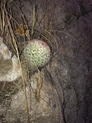 Mammillaria jaliscana jaliscana