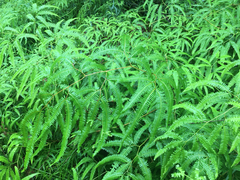 Gleichenella pectinata