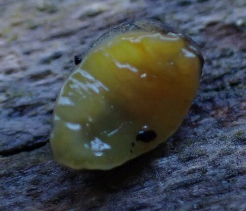 Tawny Soil Slug