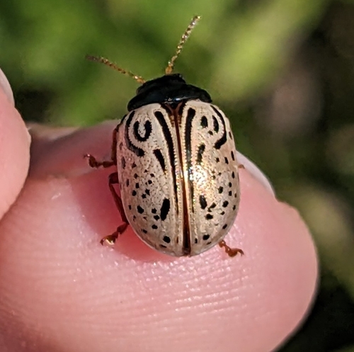 Dogwood Leaf Beetle photo 2