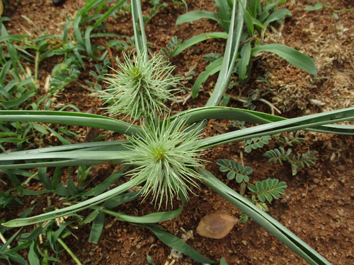 Albuca image