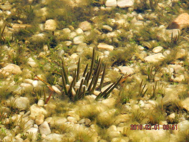 Stout Quillwort