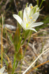 Ornithogalum schlechterianum