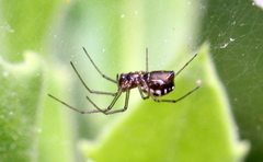 Microlinyphia sterilis