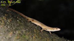 Takydromus wolteri