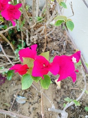 Bougainvillea