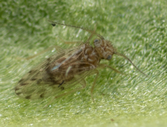 Ectopsocus strauchi