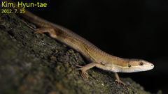 Takydromus wolteri