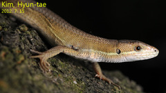 Takydromus wolteri