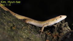Takydromus wolteri