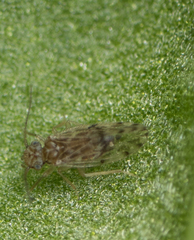 Ectopsocus strauchi