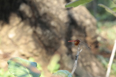 Dythemis maya