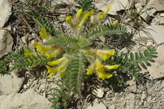 Astragalus utriger