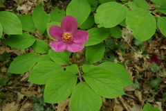Paeonia caucasica