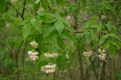 Staphylea pinnata