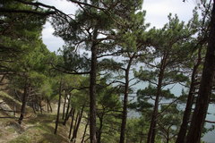 Pinus brutia pityusa