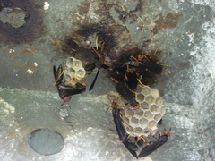 Polistes erythrocephalus