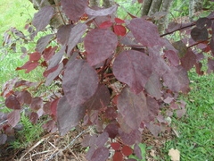 Euphorbia cotinifolia
