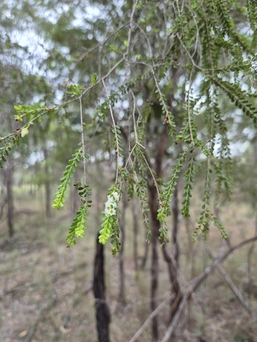 Thryptomene oligandra observed 2025-06-16