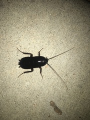 Blatta orientalis