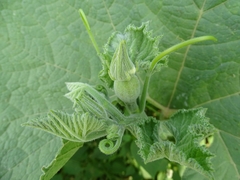 Cucurbita pepo image