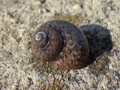 Gastropoda