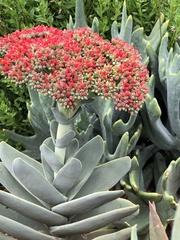 Crassula perfoliata coccinea