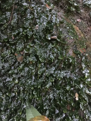 Trichomanes membranaceum