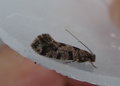 Parochmastis hilderi