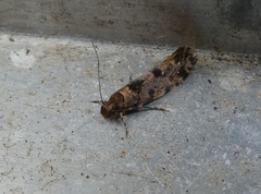 Parochmastis hilderi