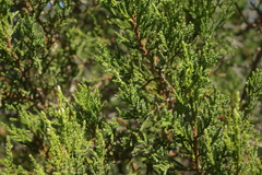 Juniperus foetidissima