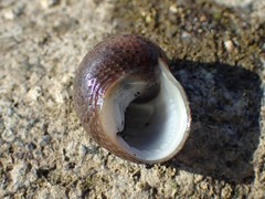 Gastropoda