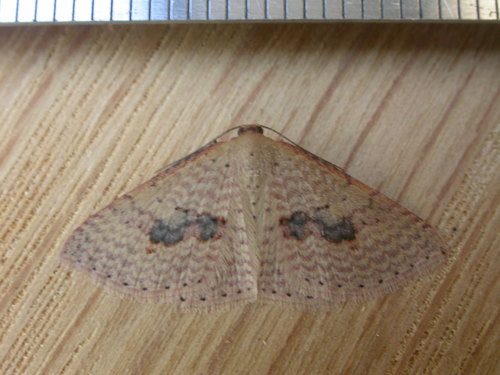 Red-spotted delicate photo 3